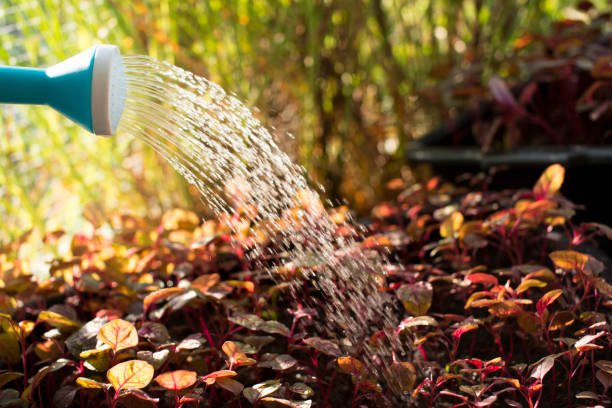 Watering plants in flowerpot.