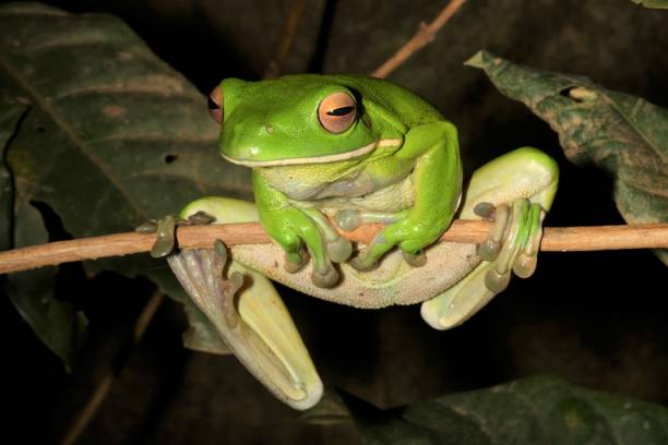 istock White-lipped Tree Frog. Litoria infrafrenata 7. 1162074507