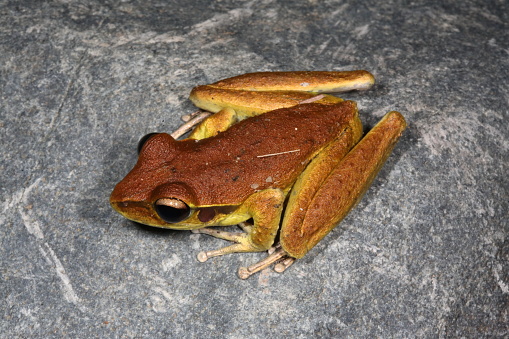 Cape Tribulation, Qld. percNorthern Stony Creek Frog. Litoria jungguy