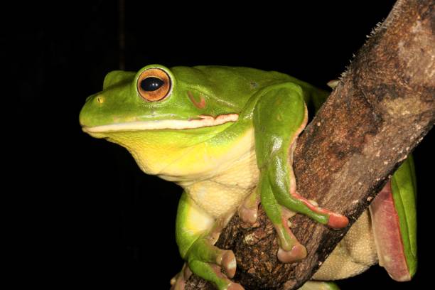 istock White-lipped Tree Frog. Litoria infrafrenata 11. 1162074515