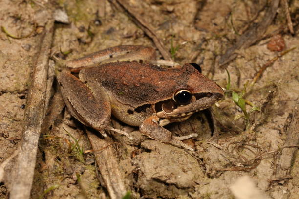 istock Broad-palmed Frog. Litoria latopalmata 1. 1162074543