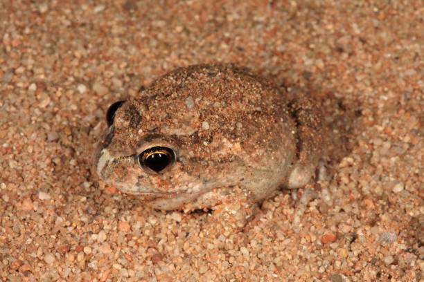 istock Spencer's Burrowing Frog. Opisthodon spenceri 2. 1162074581