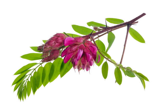 istock Bunch of  wild  forest prickly acacia tree red flowesr  on twigs . Isolated 1162075576