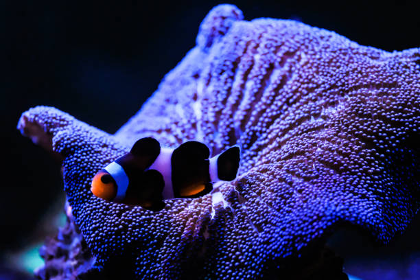 istock clownfish and anemone 1162075879