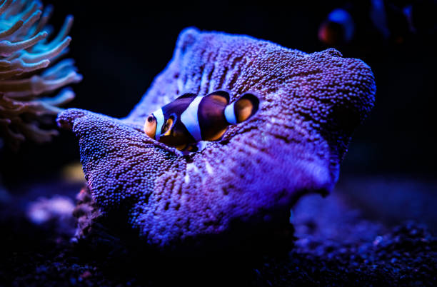 clownfish and anemone