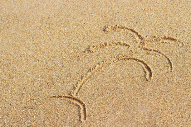 istock Palm tree painted on sand, summer background, top view 1162078563