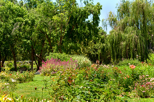 Rose garden in bloom in a lush landscape surrounded by trees and a weeping willow.