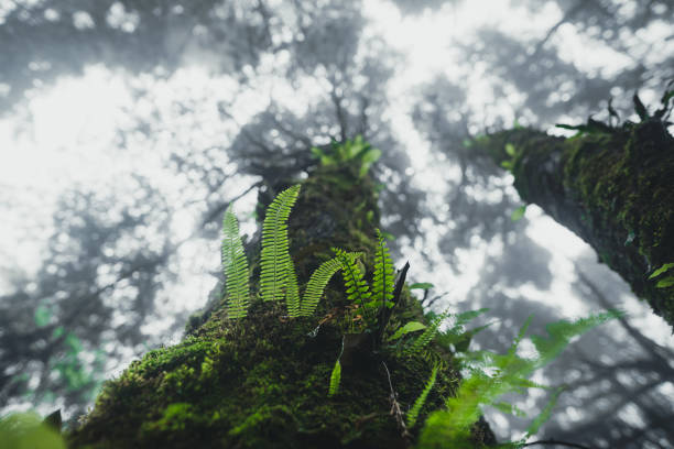 istock Forest Rain and fog On the Moutain 1162080162
