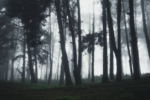 istock Forest Rain and fog On the Moutain 1162080219