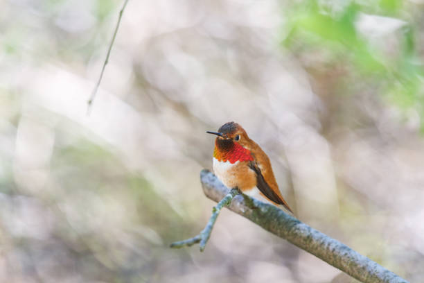 istock male rufous hummingbird 1162080221