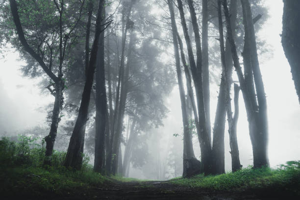 istock Forest Rain and fog On the Moutain 1162080225