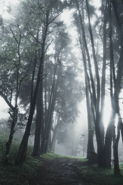 istock Forest Rain and fog On the Moutain 1162080287