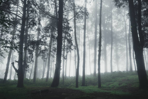 istock Forest Rain and fog On the Moutain 1162080391