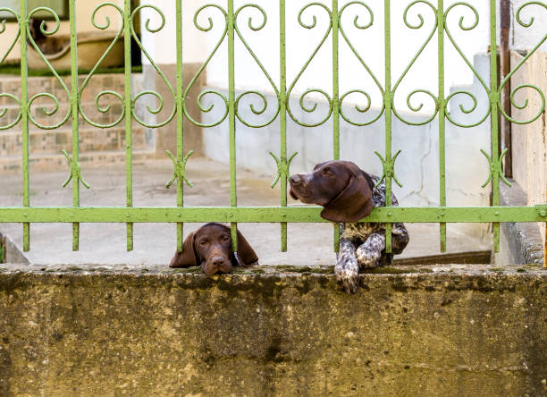 zwei deutsche kurzhaar-zeiger hinter metallzaun. ein hund sieht traurig aus mit tränen in den augen. ein weiterer steckender kopf durch balken, bewegungsunschärfe - pointer stick stock-fotos und bilder