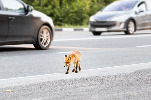 Wild fox run across road. Fox cub in search of food