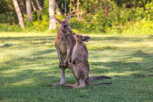 Young kangaroo  kisses mother. Two kangaroos in Australia. Two kangaroos, mother and cub.
