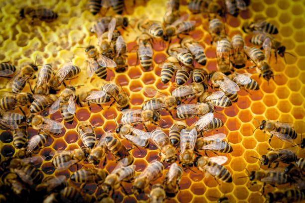 istock Close Up Of Bees On Honeycomb In Apiary 1162086458
