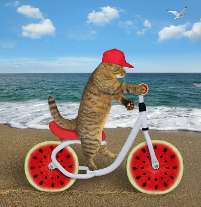 The cat in a red cap is riding the bicycle on the sea beach. The wheels look like round watermelon slices.