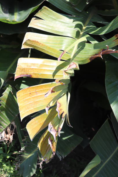 istock Plants on the Cote D’Azur 1162086762