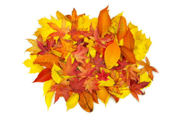 Colorful autumn leaves on rustic wooden background with text - copy space