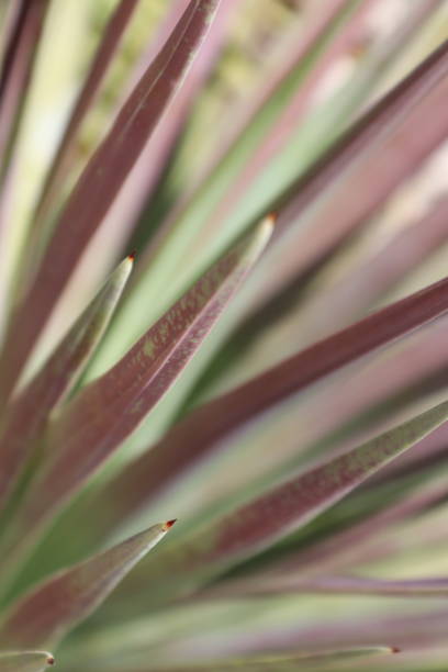 istock Plants on the Cote D’Azur 1162088271