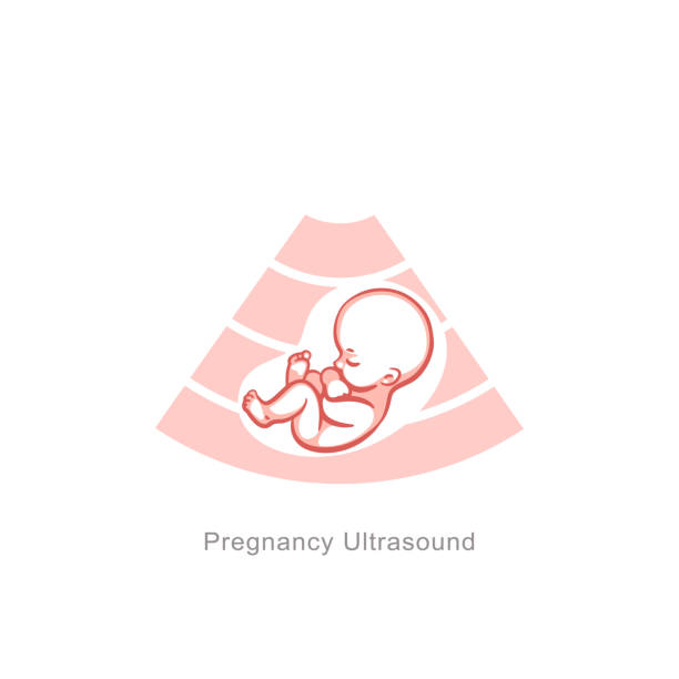 illustrations, cliparts, dessins animés et icônes de chéri dans le criblage d'utérus. examen par ultrasons. - gynecologist ultrasound human pregnancy gynecological examination