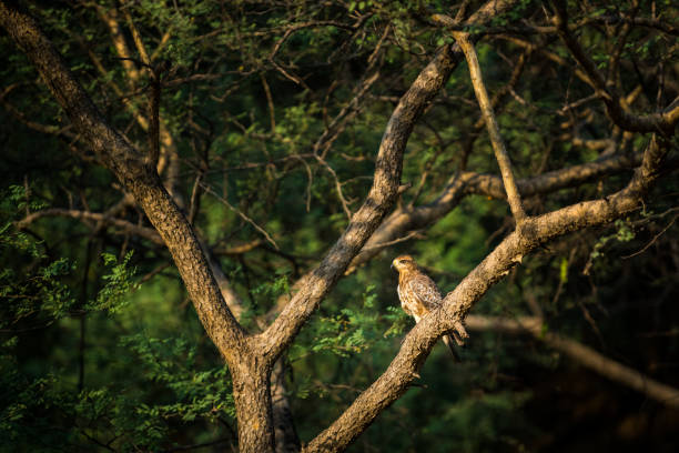 A beautiful image of White-eyed buzzard or Butastur teesa  sitting on a perch in green  background at keoladeo national park, bharatpur, India A beautiful image of White-eyed buzzard or Butastur teesa  sitting on a perch in green  background at keoladeo national park, bharatpur, India keoladeo stock pictures, royalty-free photos & images