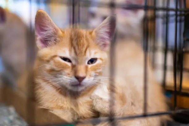 Closeup portrait of one sad orange ginger cat, kitten in cage shelter waiting for adoption behind bars