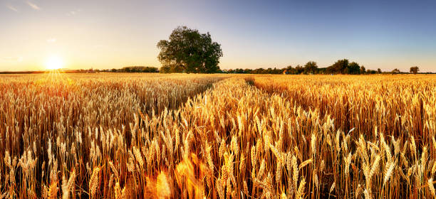 日没時に木と小麦の水を飛んだパノラマ、田舎の田舎 - 農業 - stem non urban scene wheat rural scene ストックフォトと画像