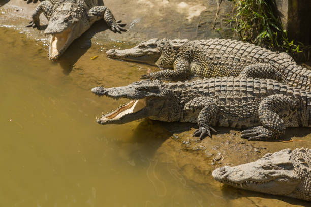istock Crocodile Farm Vietnam 1162091905