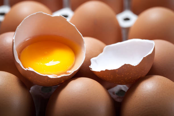 Egg Carton