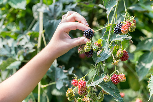 Hand of a young child picking ripening blackberries off a bush or vine in summer in a close up view of the fruit