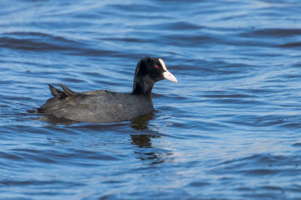 istock Coot swimming (Fulica atra) Close up Eurasian Coot 1162094626