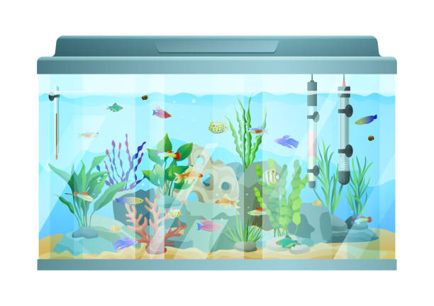 istock Fish swimming among stones and seaweed in aquarium 1162097172