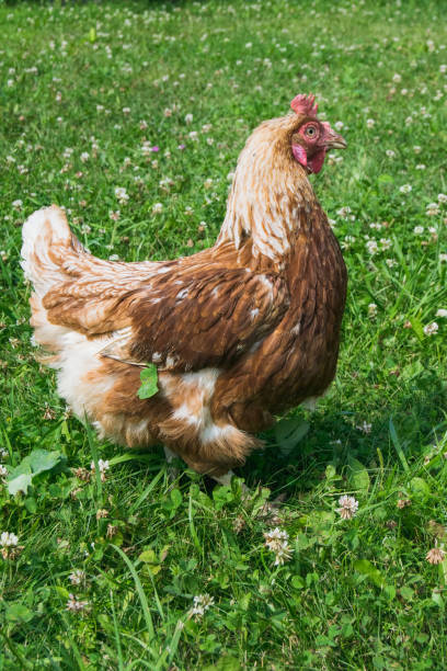 istock Brown chicken on the lawn in sunny day 1162097836
