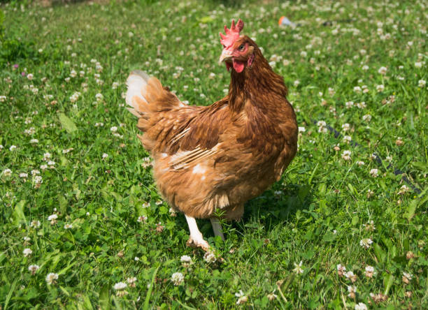 istock Brown chicken on the lawn in sunny day 1162097839