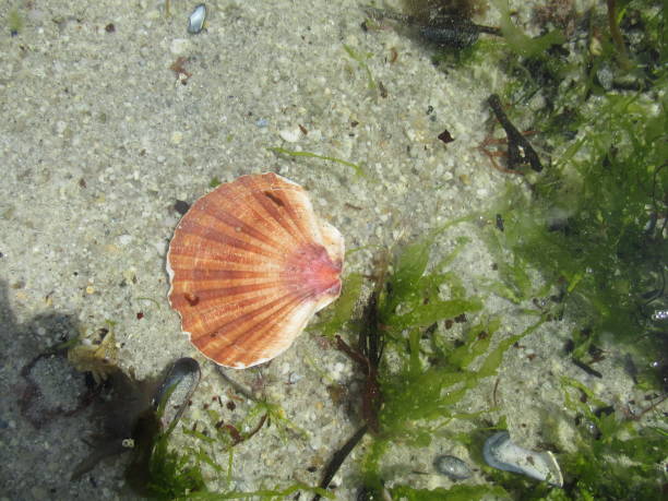 istock Shell Saint-Jacques Green alga Tide  Ocean Littoral 1162099631