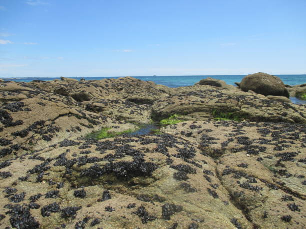 costa rocciosa costiera cozze appese alla roccia - beauty in nature cloud rocky coastline rock foto e immagini stock