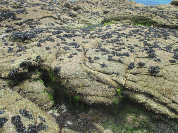 costa rocciosa costiera cozze appese alla roccia - beauty in nature cloud rocky coastline rock foto e immagini stock