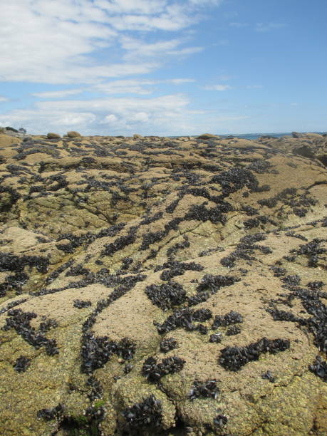 costa rocciosa costiera cozze appese alla roccia - beauty in nature cloud rocky coastline rock foto e immagini stock