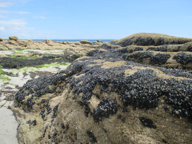 costa rocciosa costiera cozze appese alla roccia - beauty in nature cloud rocky coastline rock foto e immagini stock