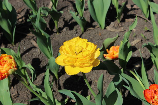 istock Yellow tulip flowers 1162101960