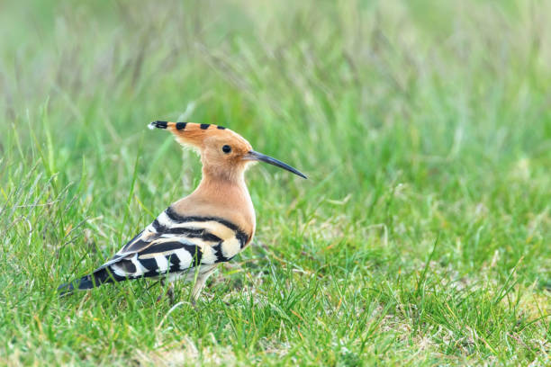 istock Hoopoe, Common Hoopoe (Upupa epops) Eurasian Hoopoe 1162102126