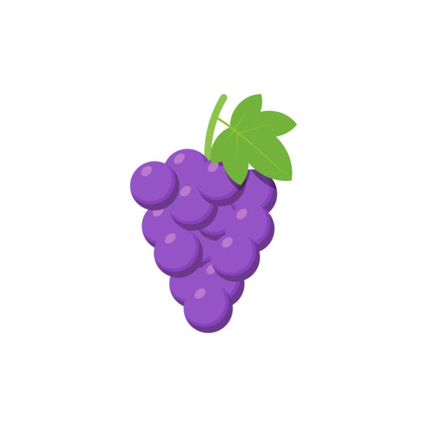 illustrazioni stock, clip art, cartoni animati e icone di tendenza di uva viola isolata su sfondo bianco. illustrazione vettoriale. - red grape