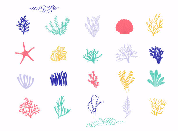 illustrazioni stock, clip art, cartoni animati e icone di tendenza di set vettoriale di piante marine e alghe d'acquario. illustrazione vettoriale isolata su sfondo bianco. - seaweed sea pattern green