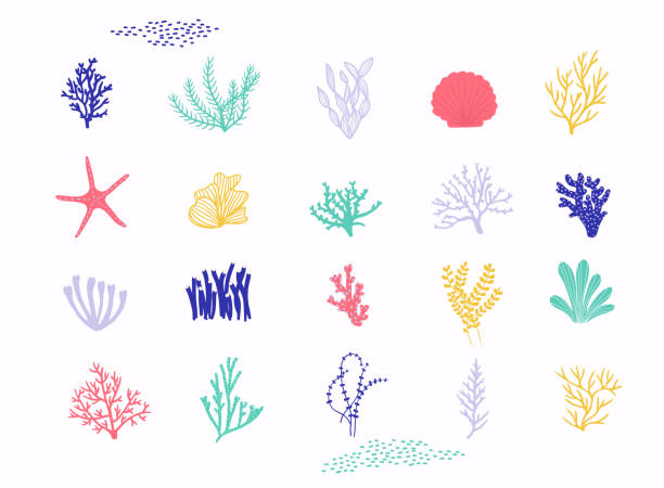 rośliny morskie i zestaw wektorów wodorostów akwariowych. ilustracja wektorowa izolowana na białym tle. - underwater abstract coral seaweed stock illustrations