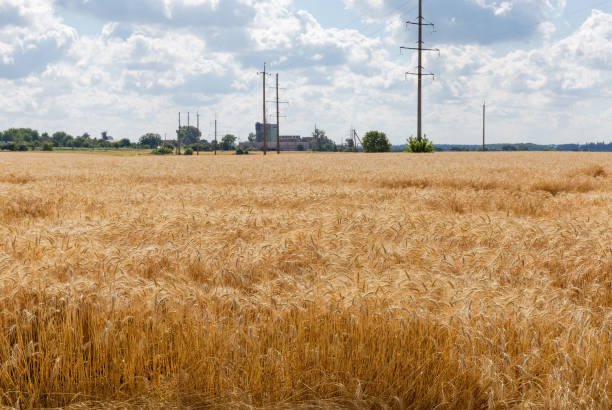 campo de trigo contra líneas eléctricas y edificios agrícolas - wheat winter wheat cereal plant spiked fotografías e imágenes de stock