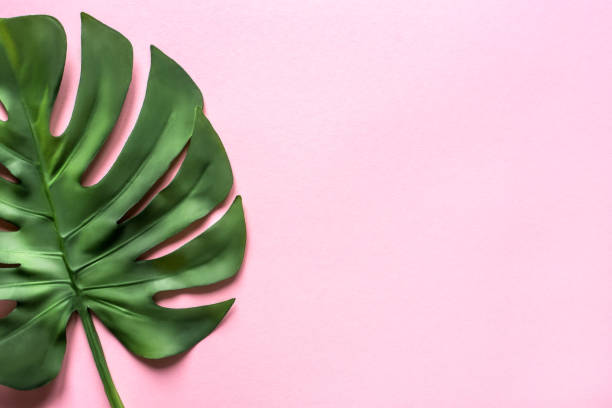 istock Monstera leaf on a pink background. Flat lay, top view. 1162103409