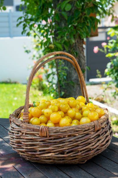 istock organic yellow plums mirabelle in a basket 1162104185