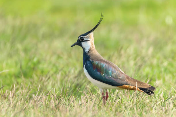 istock Lapwing, Northern Lapwing in the grass (Vanellus vanellus) Peewit 1162104208